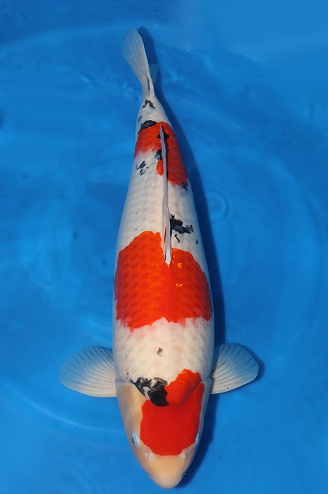 sanke SA-V23-10207