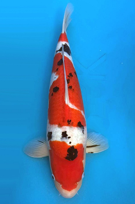 Sanke SA-V23-11242