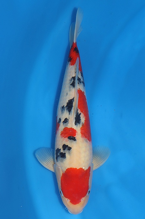 meerstaps sanke SA-V24-01311