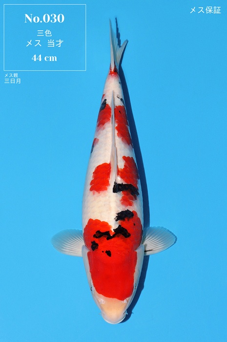 Sanke SA-V24-0530