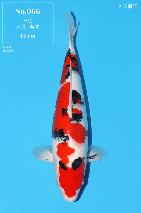 Sanke SA-V24-0566