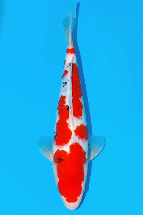 meerstaps sanke SA-V25-01178