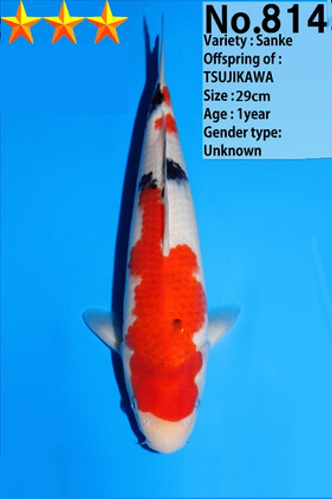 Sanke SA-V25-01814