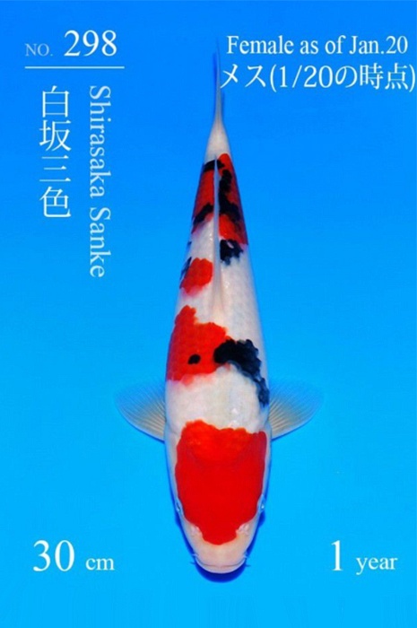 sanke SA-V26-02298