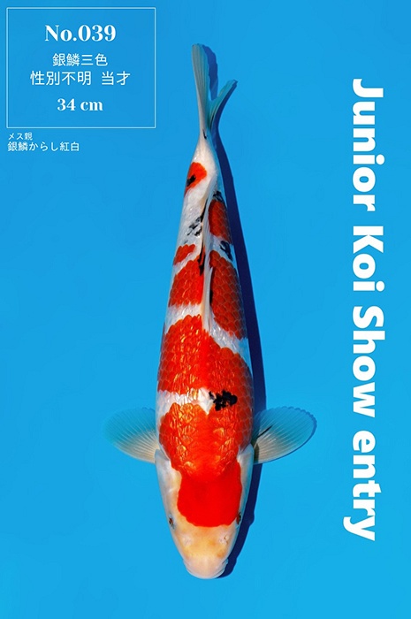 ginrin sanke SA-V26-04039