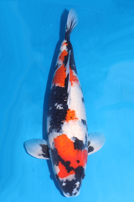 showa SH-NA18-45