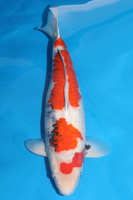 showa SH-NA18-47