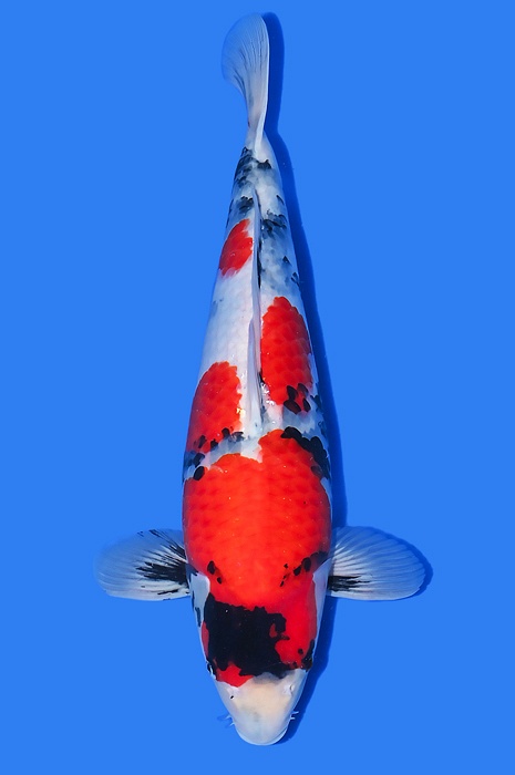 showa SH-NA23-0588