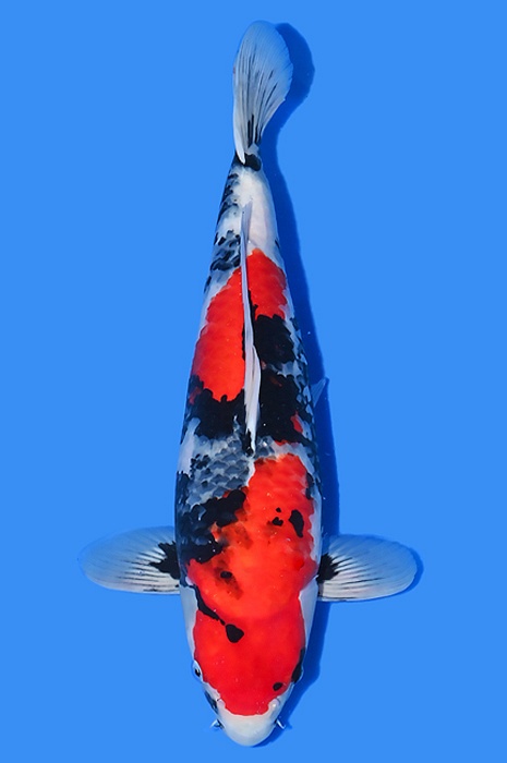 showa SH-NA23-0589