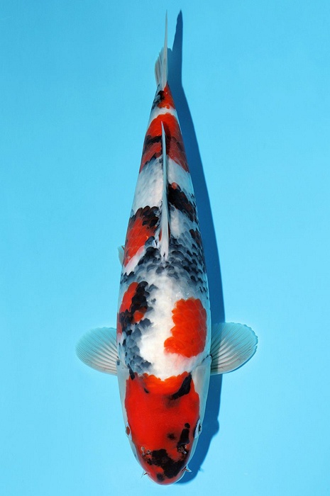 showa SH-NA24-0484