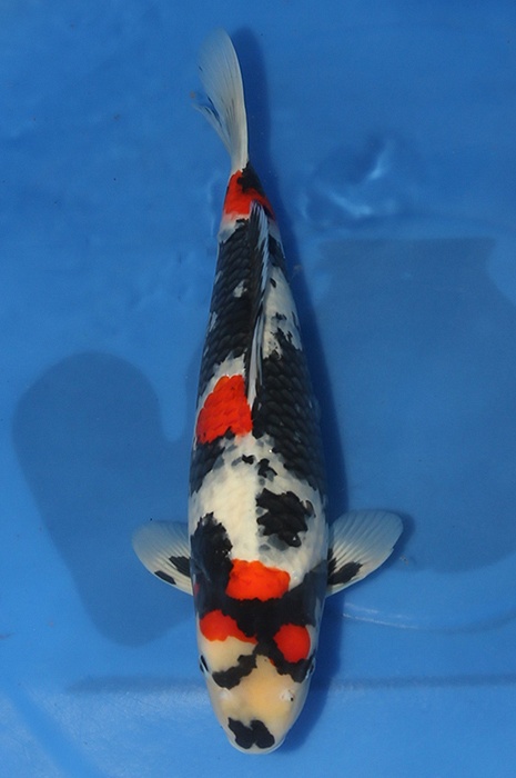 showa SH-NA24-10146