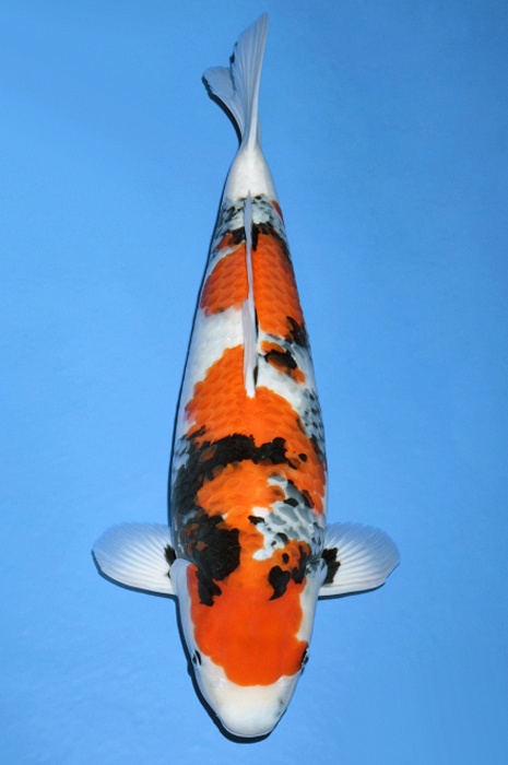 showa SH-V19-12117