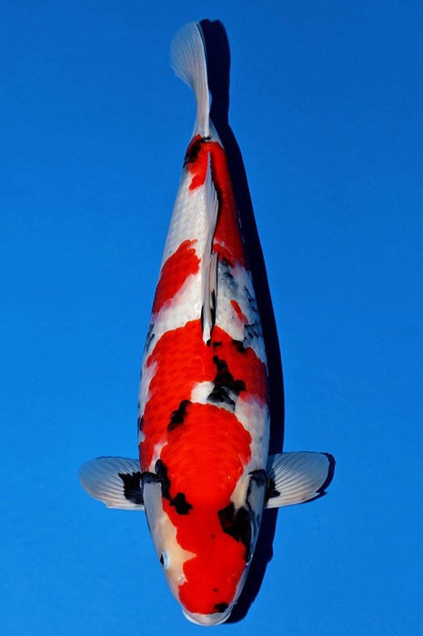 meerstaps showa SH-V21-1237