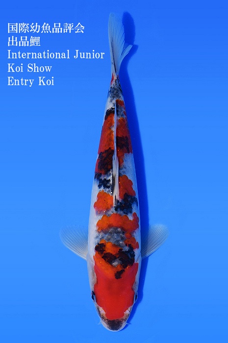 Kage showa SH-V22-0493