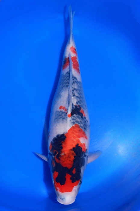 showa SH-V23-03258