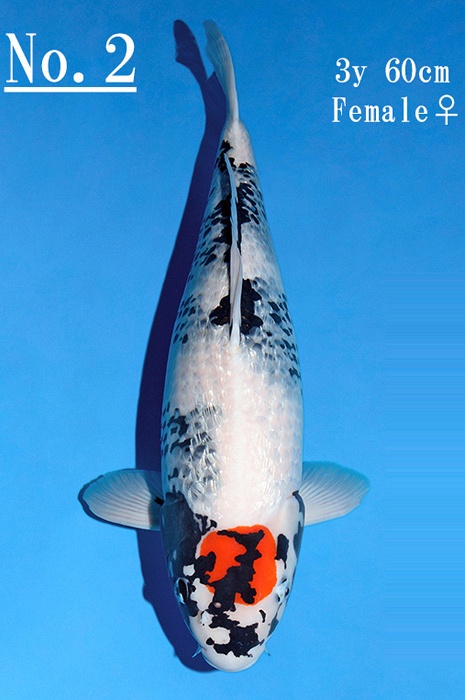 Ginrin tancho showa SU-V20-1202