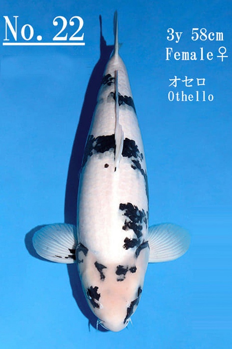 shiro utsuri SU-V20-1222