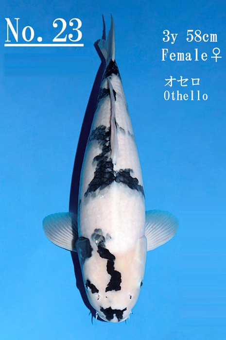 shiro utsuri SU-V20-1223