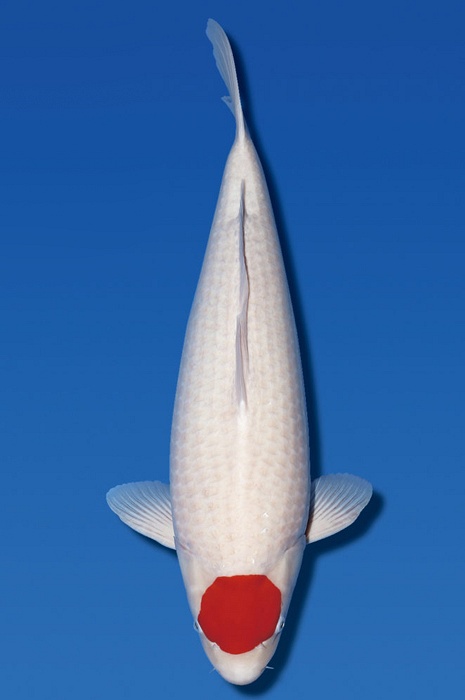 tancho kohaku TA-NA19-12200