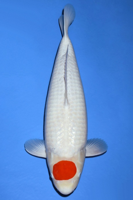 Tancho Kohaku TA-V19-1231