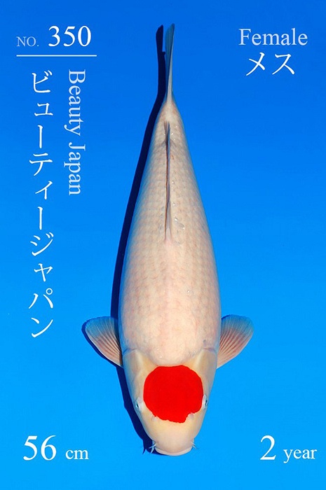 tancho kohaku TA-V25-11350