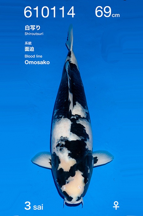 shiro utsuri UT-V26-10114