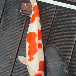 Ginrin Kohaku GK-V22-0430