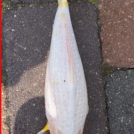 Golden Corn 2107003