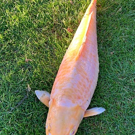 Golden Corn 2107014