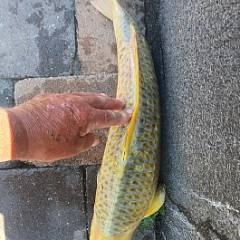 Golden Corn GC-NA22-0329