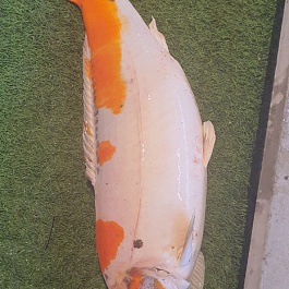 Kinkinkokuryu 2207008