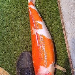 Kohaku 2010010