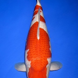 Kohaku DU-KO-V20-10128