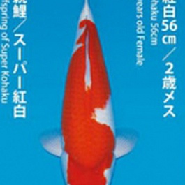 Kohaku KO-NA18-1268