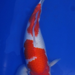 Kohaku 1104012