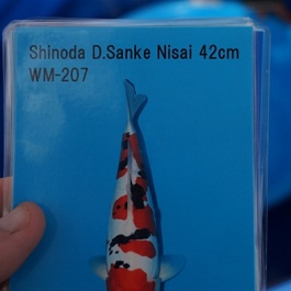 Doitsu Sanke DS-OPN-03207