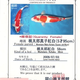Meerstaps Kohaku KO-V10-1215