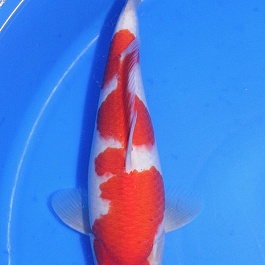 Sandan Kohaku DU20082