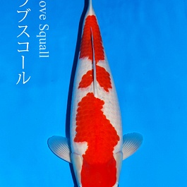 Sandan Kohaku KO-V18-10157