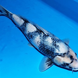 Shiro Utsuri 2510005