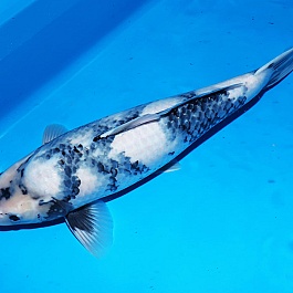 Shiro Utsuri 2510005