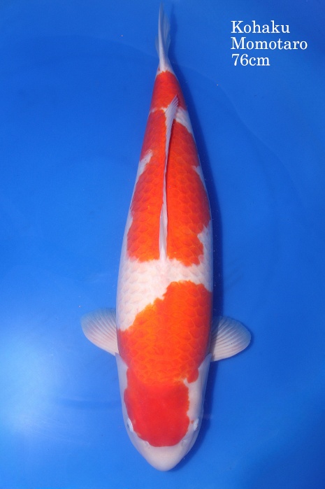 Kohaku KO-V20-118