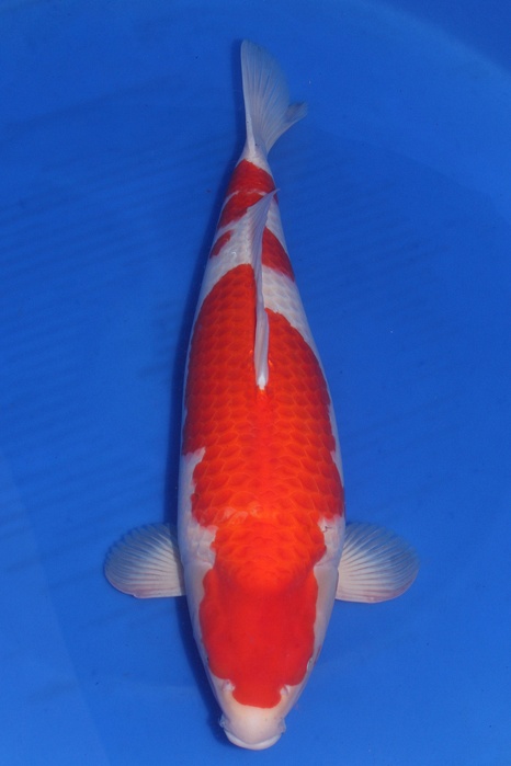 Kohaku DU-KO-V20-10128