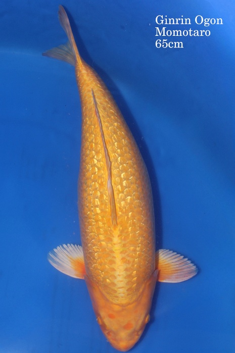 Ginrin Ogon DU-08