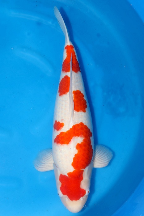 Meerstaps Kohaku 1710051