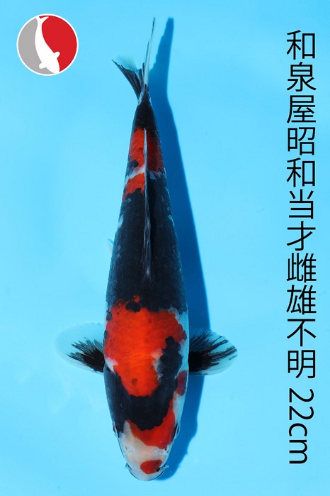 Showa 2003036