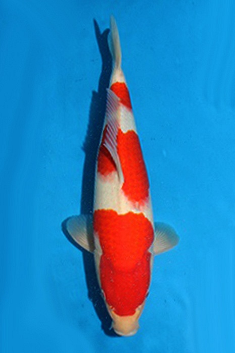 Sandan Kohaku NL-2006015