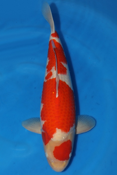 Kohaku 2010010