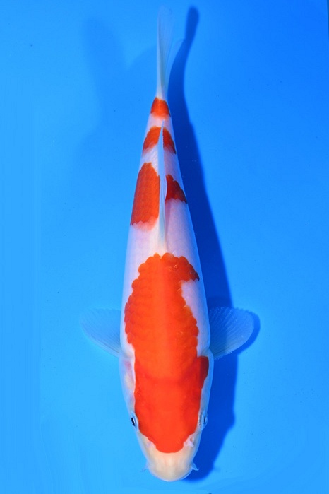 Yondan Kohaku 2103004
