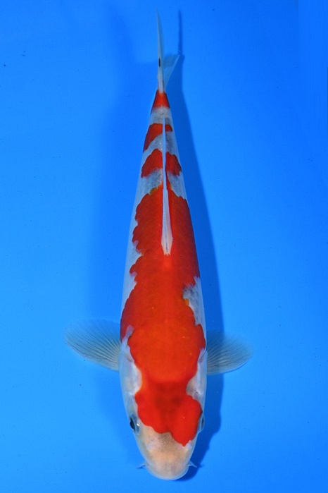 Yondan Goshiki 2103013